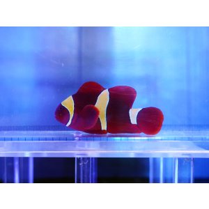 画像: スパインチークアネモネフィッシュイエローバンド02