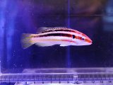 画像: タヌキベラ