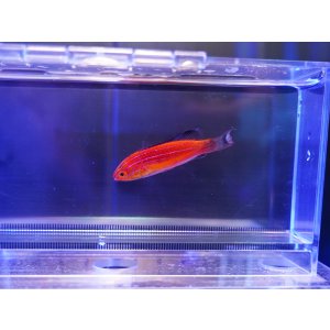 画像: ツキノワイトヒキベラの近似種