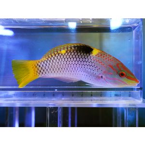 画像: トカラベラ