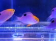 画像1: トールポッツダムセル