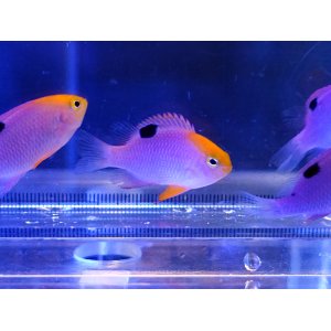 画像: トールポッツダムセル