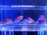 画像: 【特価】トールポッツダムセル5匹セット