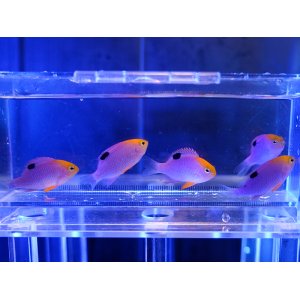 画像: 【特価】トールポッツダムセル5匹セット