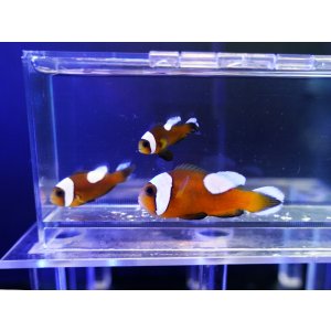 画像: トウアカクマノミ