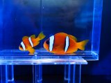 画像: ツーバンドアネモネフィッシュ(紅海)ペア