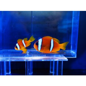 画像: ツーバンドアネモネフィッシュ（紅海）ペア
