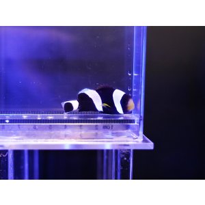 画像: ホワイトチップアネモネフィッシュ