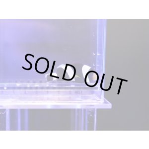 画像: ホワイトチップアネモネフィッシュ