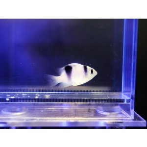 画像: ホワイトダムセル