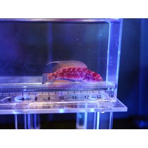 画像: ウィップフィンフェアリーラス