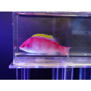 画像: イエローフィンフェアリーラス