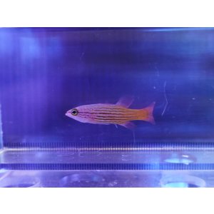画像: コレッティリーフバスレットS