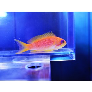 画像: インドキンギョハナダイメス
