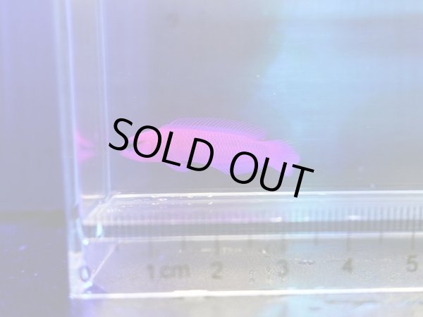 画像2: オーキッドドティーバック（カミハタブリード）