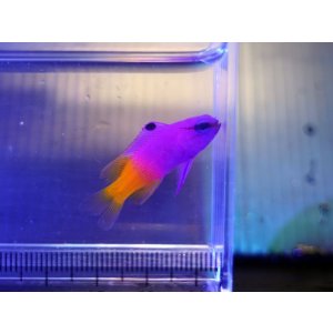 画像: ロイヤルグラマ