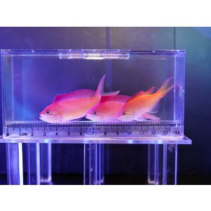画像: 【特価】アカネハナゴイ3匹セット