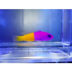 画像: バイカラードティーバック