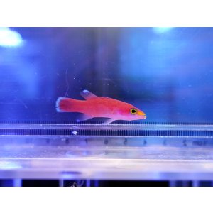 画像: ケーブバスレット