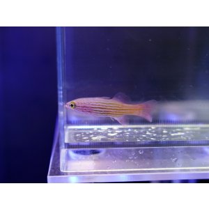 画像: コレッティリーフバスレットS