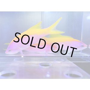 画像: 【特価】エバンスアンティアス3匹セット