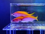 画像: 【特価】エバンスアンティアス3匹セット