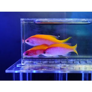 画像: 【特価】エバンスアンティアス3匹セット