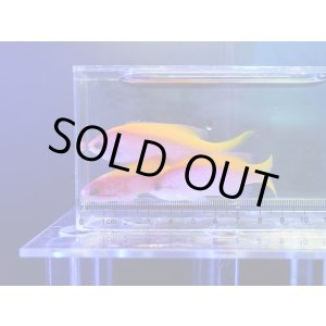 画像: 【特価】エバンスアンティアス3匹セット