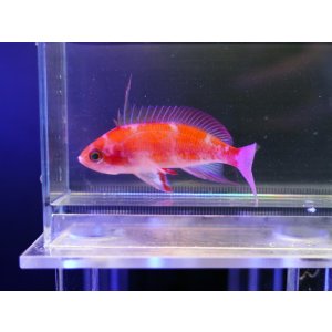 画像: フチドリハナダイオス