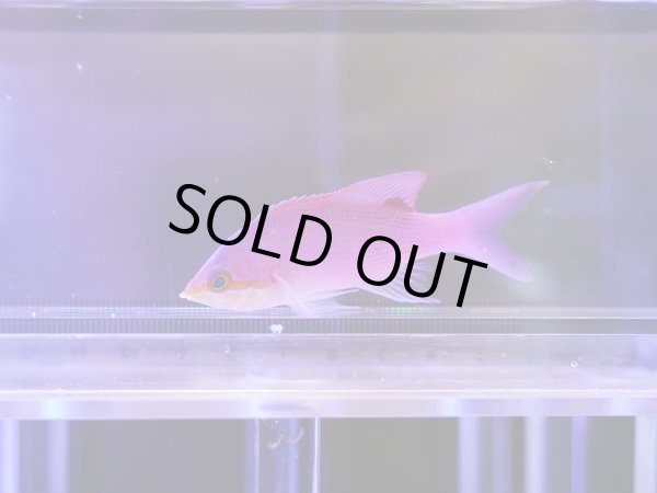 画像1: ハナゴイ