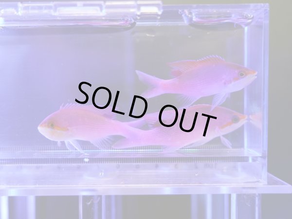 画像1: 【特価】ハナゴイ3匹セット