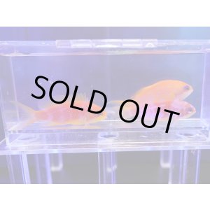 画像: 【特価】インドキンギョハナダイメス3匹セット