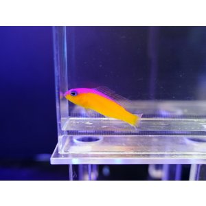 画像: カンムリニセスズメ