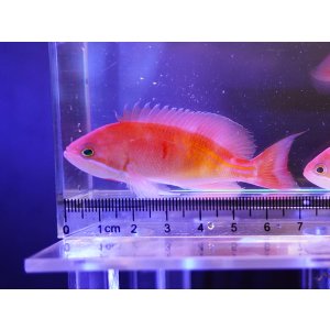 画像: カシワハナダイ