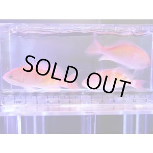 画像: 【特価】カシワハナダイ3匹セット