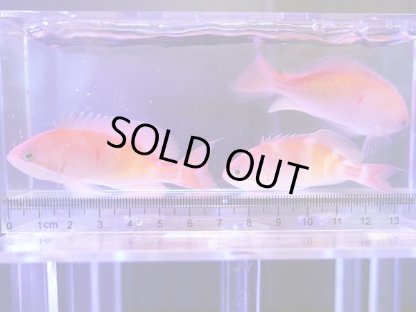 画像1: 【特価】カシワハナダイ3匹セット