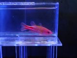 画像: メニーストライプバスレット