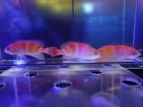画像: 【特価】マルシアズアンティアス3匹セット