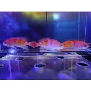 画像: 【特価】マルシアズアンティアス3匹セット