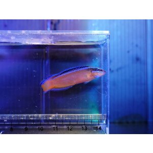 画像: ネオンドティーバック（Proaquatixブリード）