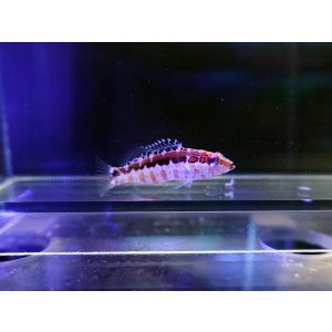 画像: オレンジバックバス