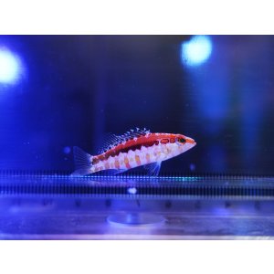 画像: 【特価】オレンジバックバス