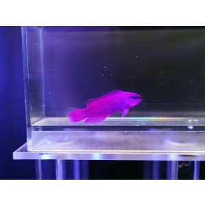 画像: オーキッドドティーバック（カミハタブリード）