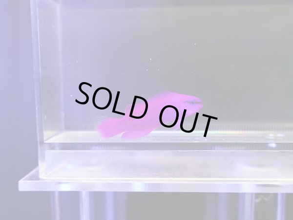 画像1: オーキッドドティーバック（カミハタブリード）