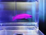 画像: オーキッドドティーバック（カミハタブリード）