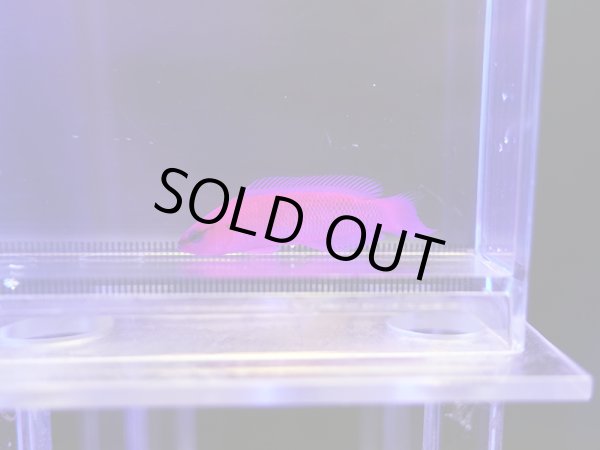 画像3: オーキッドドティーバック（カミハタブリード）