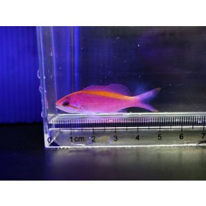 画像: パープルクイーンアンティアス