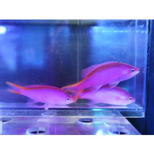 画像: 【特価】パープルクイーンアンティアス3匹セット