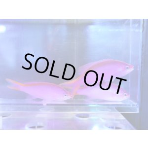 画像: 【特価】パープルクイーンアンティアス3匹セット