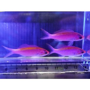 画像: 【特価】パープルクイーンアンティアス3匹セット